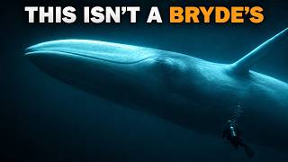 Why Almost Nobody Has Heard of the Whale Science Missed for Decades