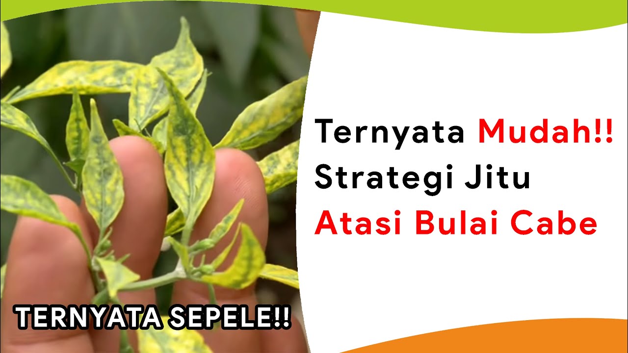 Penyakit Bulai Cabe dan Strategi Jitu Mengusirnya!