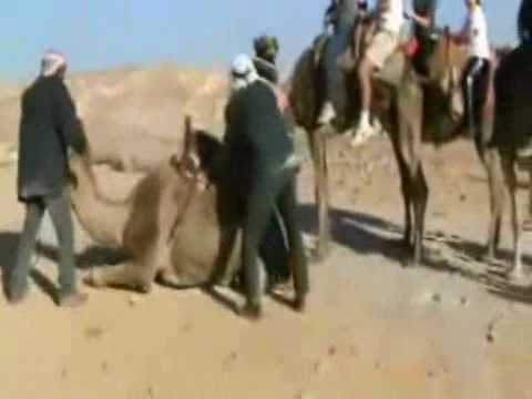Video - Fat Dude Crushes a Huge Camel.flv