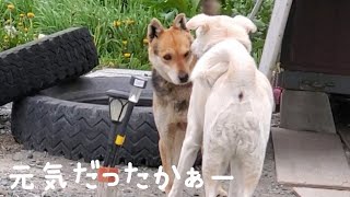 シロと一緒に、保護犬・くーちゃんの所へ煮干しを届けに行きました🐶😊(5/16撮影)