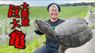 巨大亀大の聖地でカミツキガメを釣る印旛沼水系のカミツキガメはこうやって釣る