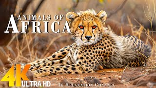 African Animals 4K (60FPS) 🐾 Discovery Relaxation Majestic African Wildlife Film with Calmimg Music