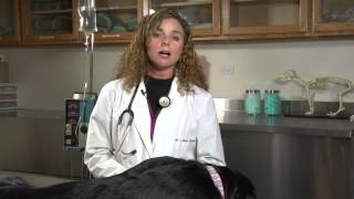 How to Treat Bloating & Farting in a Dog : Dog's Health