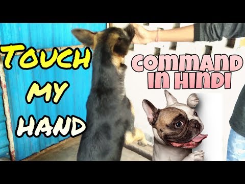 Dog Touch Command How t teach a dog touch my hand command in Hindi | Dog training in ...