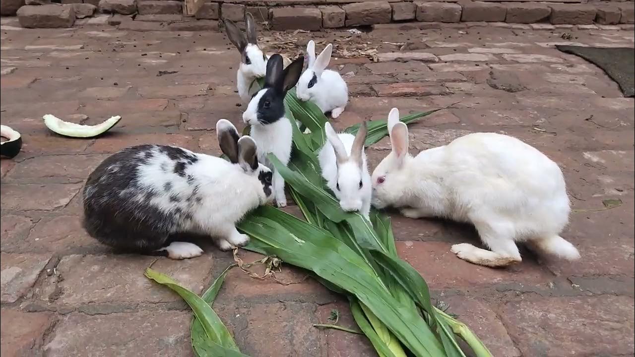 Feeding My Pet Rabbits Daily Rabbit Care Routine YouTube