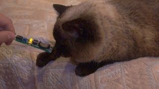 Quantum DJ loves cats