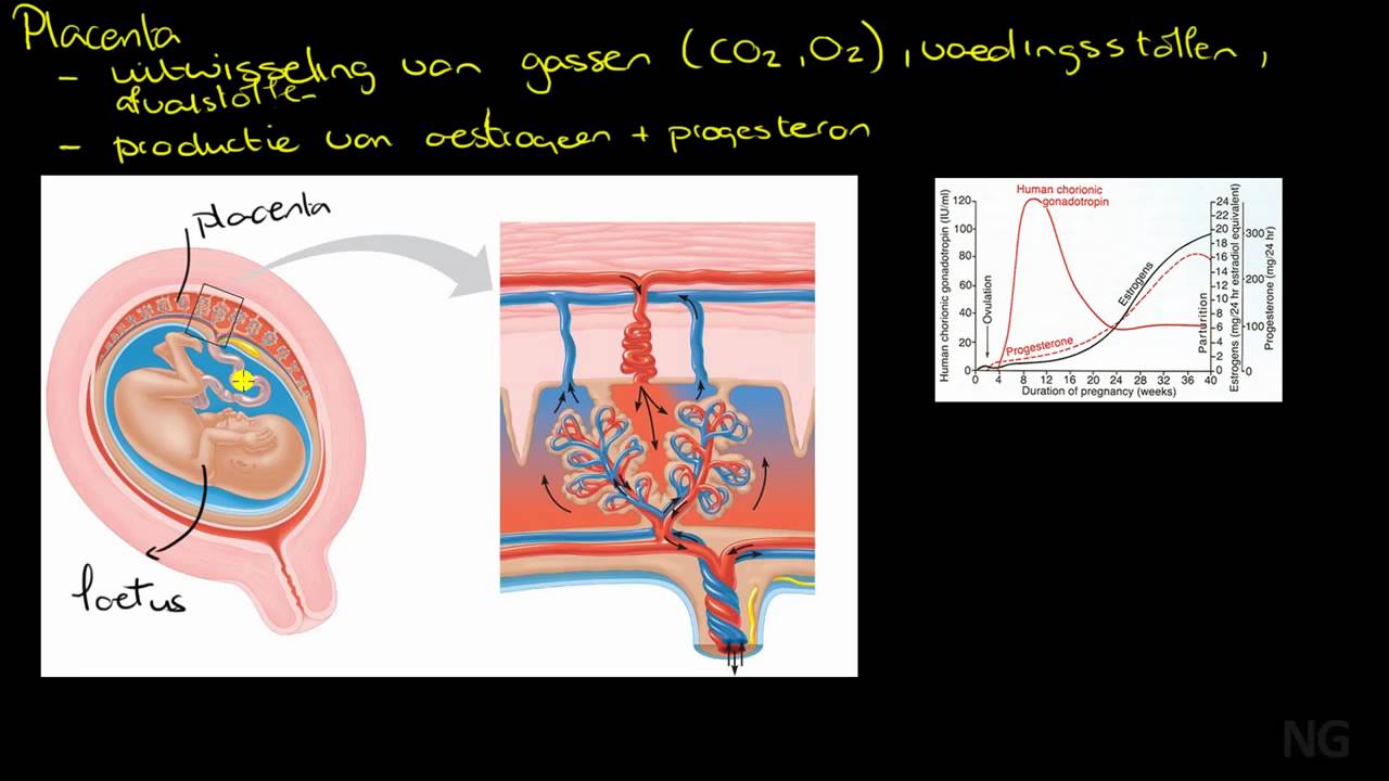 Hoe De Placenta Werkt 2021 Zwangerschap