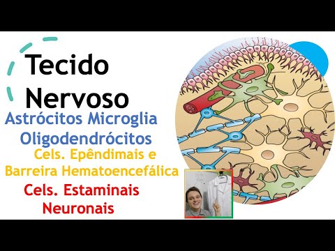 Vídeo: Técnicas De Imagem De Células Vivas Para Estudar O Tráfico De Células T Através Da Barreira Hematoencefálica In Vitro E In Vivo