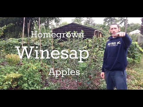 Video: Over Winesap-appels: tips voor het kweken van een Winesap-appelboom