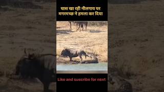 A crocodile attacked the nilgai while it was grazing on grass #shorts #animals