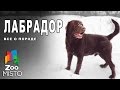 Лабрадор - Все о породе