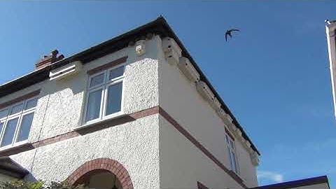 Swifts noisily banging on boxes 20th July 2020