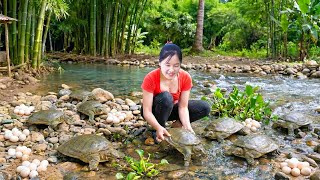 Harvesting Soft-shell Turtles &amp; Digging Up 1000 Eggs: Selling at the Bustling Countryside Market