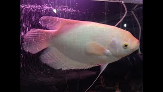 Fish Farm - Kerala , Giant Gourami - cute fish - Albino black eye