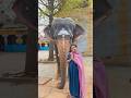 Blessings & Gratitude 🙏🏼 #madurai #shiva #shivaganga #ytshorts #elephant #india #rhythmandroutine