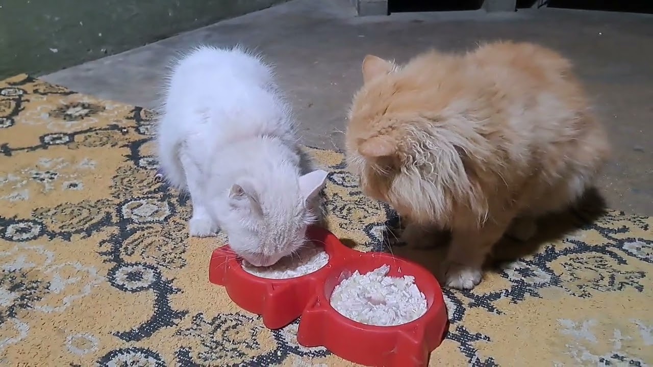 Mikky and mimi 🥰food for cats please subscribe and like share my youtube channel @theMeowOWNER 🐈🐱