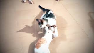 Amuku Dumuku Amaal Dumal - Kitten Version 😂 by CAT Lover 185 views 2 years ago 2 minutes, 5 seconds