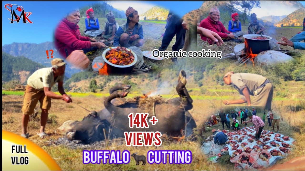 Buffalo cutting 😀 YouTube