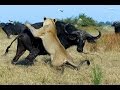 Гангстеры дикой природы — Буйволы (Документальные фильмы HD)