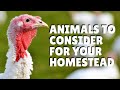 5 of the Best Animals for Your Homestead