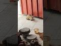New Puppy vlog Most Satisfying Workplace Cleaning ASMR