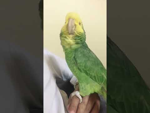 ببغاء يتكلم سبحان الله