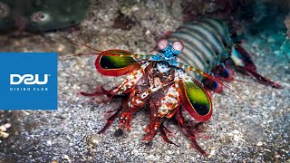 D2U club - Дайвінг клуб - Підводний макро всесвіт - Креветка Богомол - Mantis Shrimp