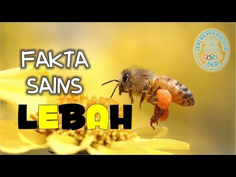 Fakta Sains LEBAH