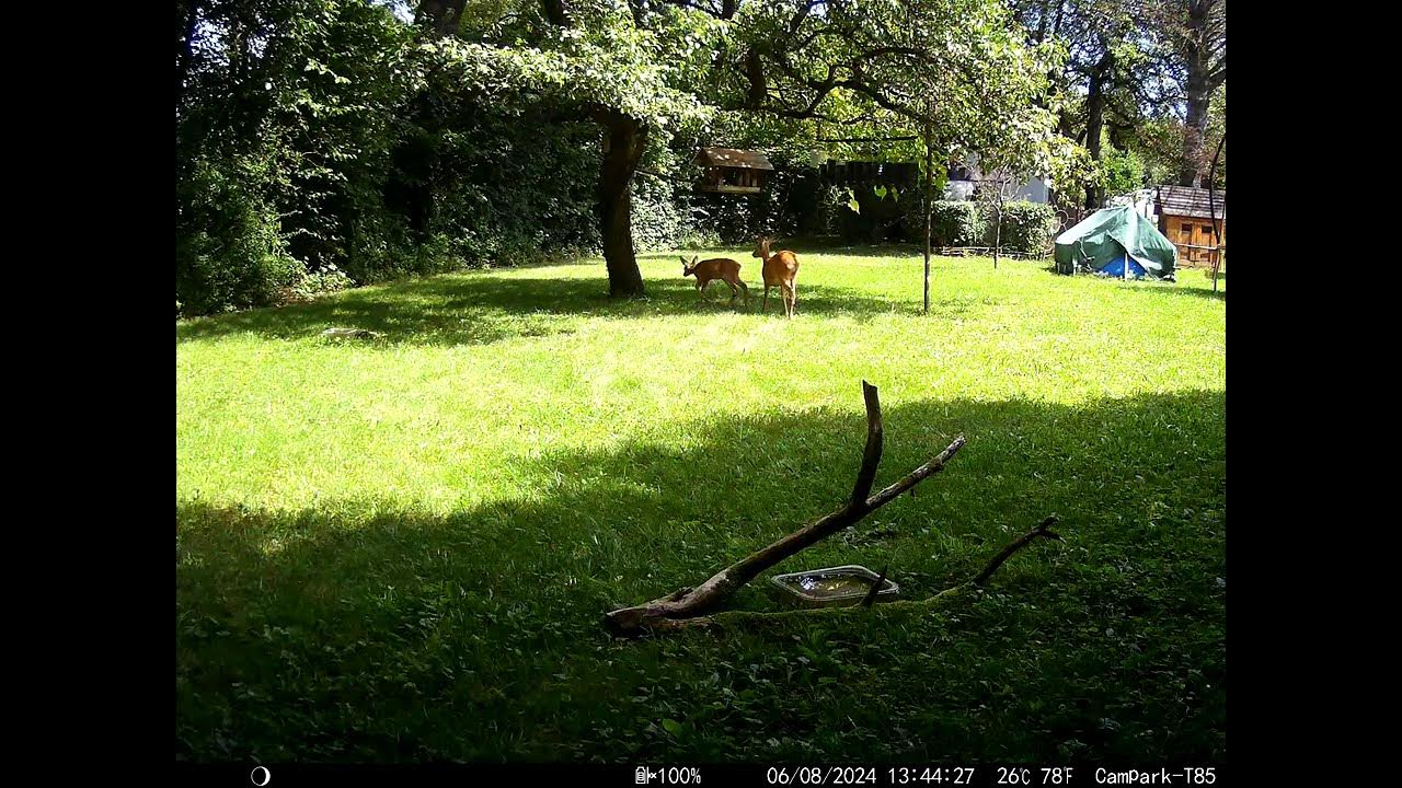 Оленята на санчатах миколая мчать