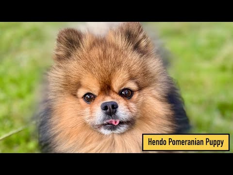 Heartwarming unboxing and funny moments with Hendo Pomeranian @Hendopomeranianpuppy