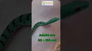 Sexy but not dangerous - the Spotted Bush Snake | Animal observations