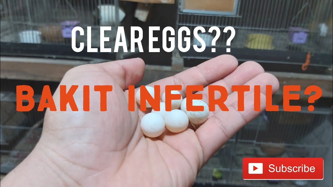 Infertile Egg Problem? Cause and Remedy YouTube
