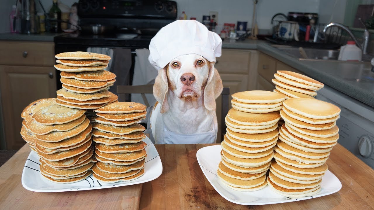 Funny Chef Dog Maymo Makes Pancakes - YouTube
