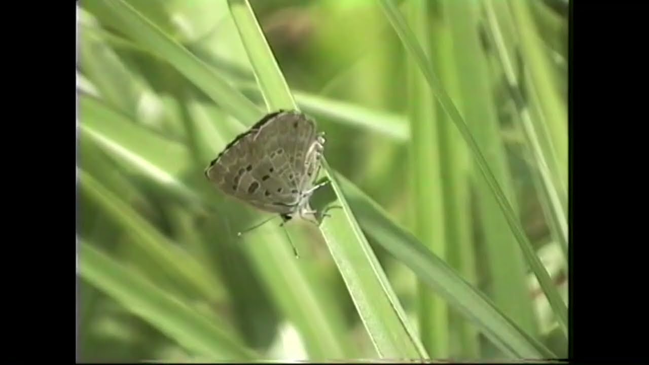 割引 スギタニルリシジミ 和歌山県 国産蝶標本 日本産 国産 蝶類 蝶標本 蝶 チョウ 蝶類標本 日本産チョウ 日本産蝶 標本 昆虫 虫 Thaiger Mx