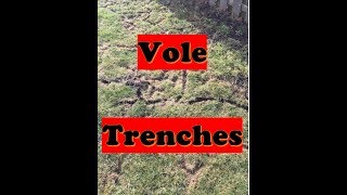 Mole Damage / Vole Trench Damage Repair + How to Level Lawn (LAWN CARE)