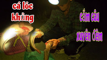 Thử thách căm câu toàn cá lóc đồng