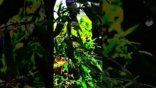 cenmatic shorts and reels nature reel beautiful nature scene #nature #cenmatic #natureshorts