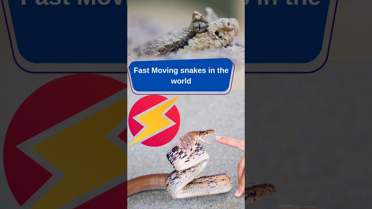 Fast moving snakes in the land (Top 3) 