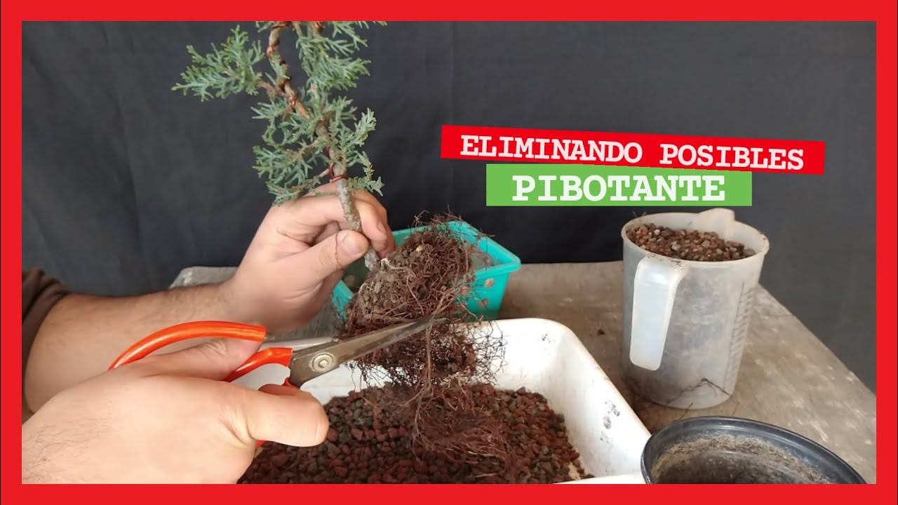 PODA DE RAÍCES Y DISEÑADO trasplante de pre bonsai CIPRÉS cultivado en maceta pasado a colador