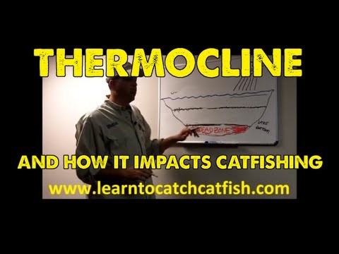 Why is it called catfishing the amusing Nonsense! why is it called catfishing