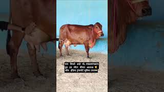 sahiwal cow for गाय मो,, 9520970873दूध  20  लीटर  कीमत  40000 🤙 ऑल  इंडिया ट्रांसपोर्ट सुविधा उपलब्ध