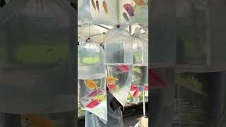 Download Lagu Aku punya ikan warna warni 🐟🐠🐡 #ikan #ikanhias #glowfish #fish MP3