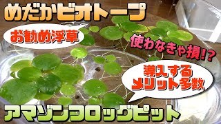 メダカのビオトープにお勧めの水草（浮き草）のご紹介と導入するメリットや育て方・増やし方・注意点など【アマゾンフロッグピット】