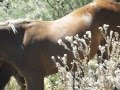 At the bank-band w/foal part 2