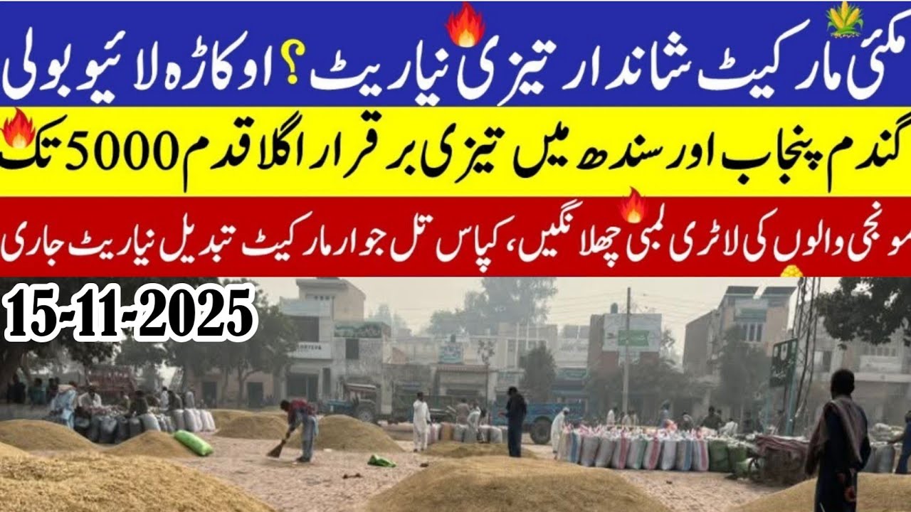 Wheat price in Pakistan/Makki🌽 price today 2025 |Munji rates 2025 ...