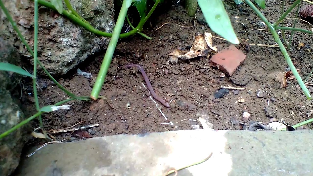 Agriculture most important vermiculture YouTube