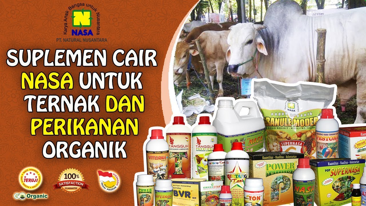 Cara berternak Ayam Pedaging Yang Paling Mudah Dan Menguntungkan Part