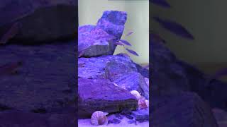 Check out these juvenile blue neon cichlids! #shorts