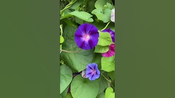 تلاوة بهية من #سورة_فاطر  🌀 فضيلة الشيخ: د. #ماهر_المعيقلي