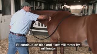 Releasing Tension in the Horse's Shoulders - The Under Scapula Technique
